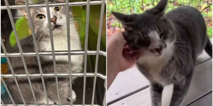 personnel refuge heureux chat trouvé un foyer Six mois retour