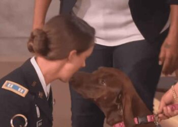 rencontre entre militaire et chien après un an séparation