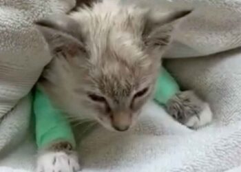 santé du chaton était mauvaise