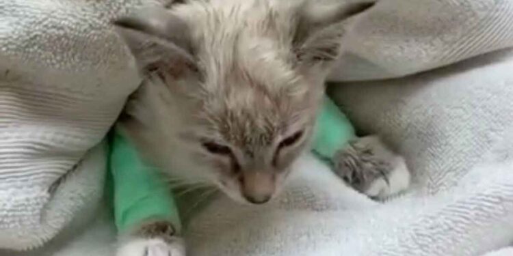 santé du chaton était mauvaise