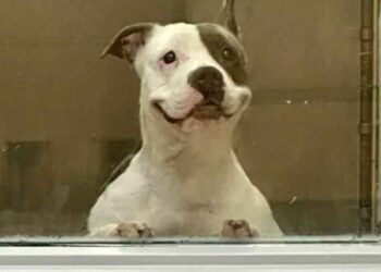 sympathique chien sourit tout le monde espérant trouver famille