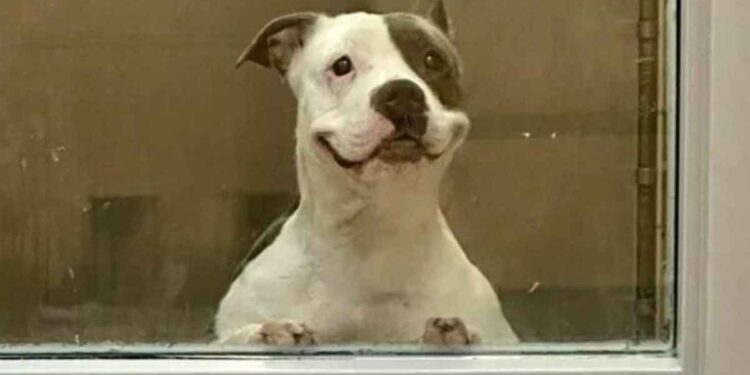 sympathique chien sourit tout le monde espérant trouver famille