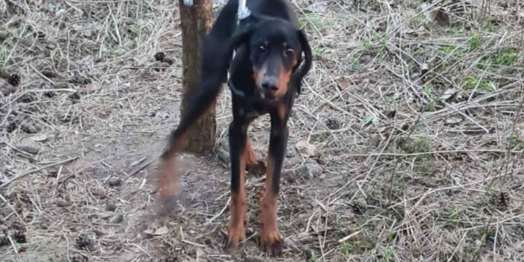 Ils ont trouvé un chien attaché à un arbre. C'est incroyable ce à quoi ils l'ont attaché dans la forêt 1 trouvé un chien attaché à un arbre