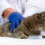 Les 6 maladies des chats les plus dangereuses qui existent, selon les experts