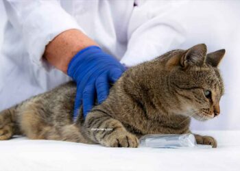 6 maladies des chats les plus dangereuses
