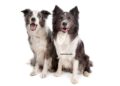 Berger australien ou Border Collie : Lequel choisir ? 31 Berger australien ou Border Collie