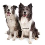 Berger australien ou Border Collie : Lequel choisir ?
