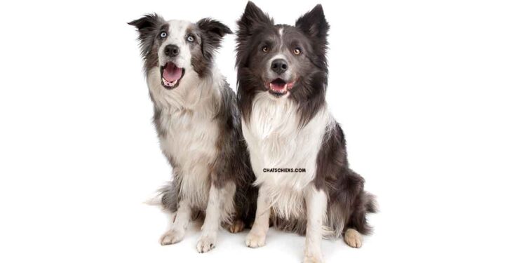 Berger australien ou Border Collie : Lequel choisir ? 1 Berger australien ou Border Collie