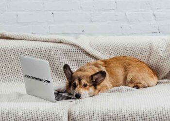 Comment divertir mon chien lorsqu'il n'aime pas mâcher ou jouer avec des jouets 5 Comment divertir mon chien