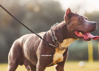 Comment dresser les chiens avec une forte force de morsure en toute securite 3 Comment dresser les chiens avec une forte force de morsure en toute securite