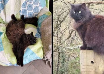 Comment une femme a donné une seconde chance a un chat errant