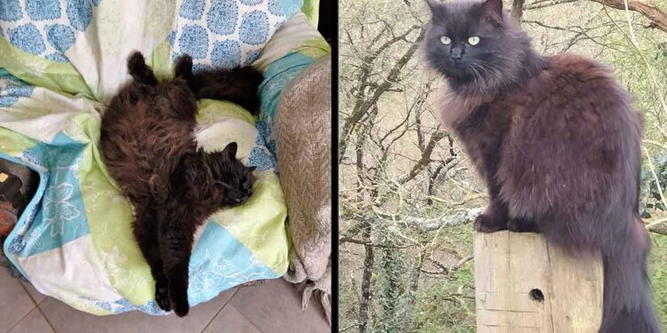 Un chat des rues trouve une seconde chance grâce à l’acte héroïque d’une femme 1 Comment une femme a donné une seconde chance a un chat errant