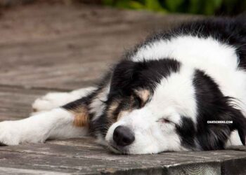 Durée de vie et vieillissement du Berger Australien