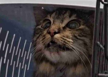 Elle a emmené le chat à la clinique pour une intervention sous anesthésie