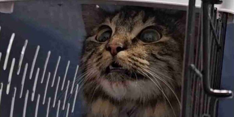 Elle a emmené le chat à la clinique pour une intervention sous anesthésie. Elle ne s'attendait pas à le trouver ainsi 1 Elle a emmené le chat à la clinique pour une intervention sous anesthésie