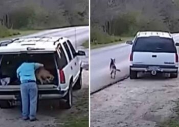 Il a poussé le chien hors du SUV blanc et est parti