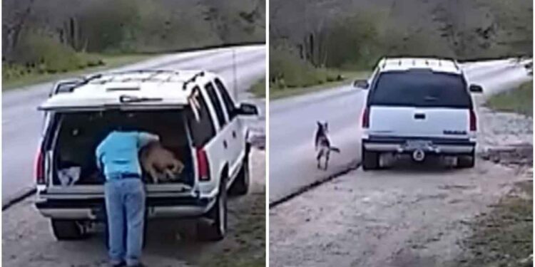 Il a poussé le chien hors du SUV blanc et est parti. L'animal désemparé a couru après la voiture 1 Il a poussé le chien hors du SUV blanc et est parti