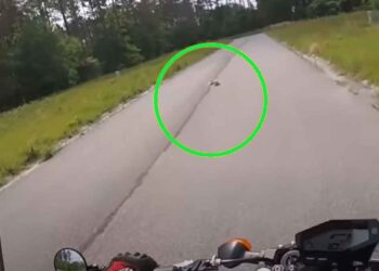 Il gisait au milieu de la route et ne pouvait pas bouger