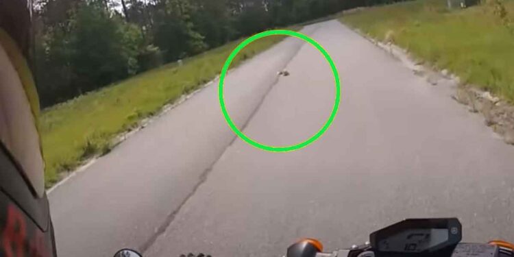 Il gisait au milieu de la route et ne pouvait pas bouger