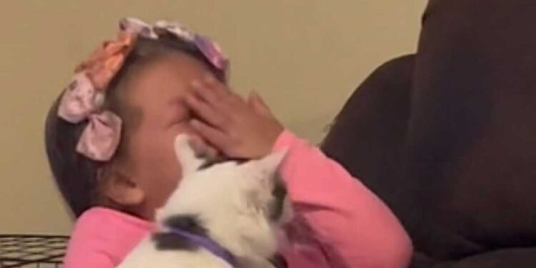 La fille a commencé à pleurer fort. La réaction du chat dépasse nos attentes les plus folles