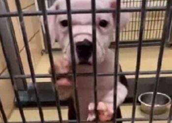 Le nouveau propriétaire annonce au chien été adopté