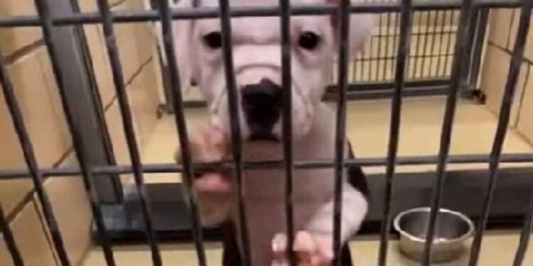 Le nouveau propriétaire annonce au chien qu'il a été adopté. Sa réaction est sans faille, le film conquiert le cœur des internautes 1 Le nouveau propriétaire annonce au chien été adopté