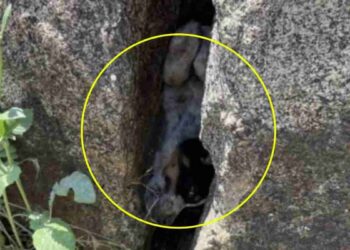 Les ouvriers du bâtiment entendent des gémissements et trouve ensuite un chiot coincé entre des rochers implorant grâce