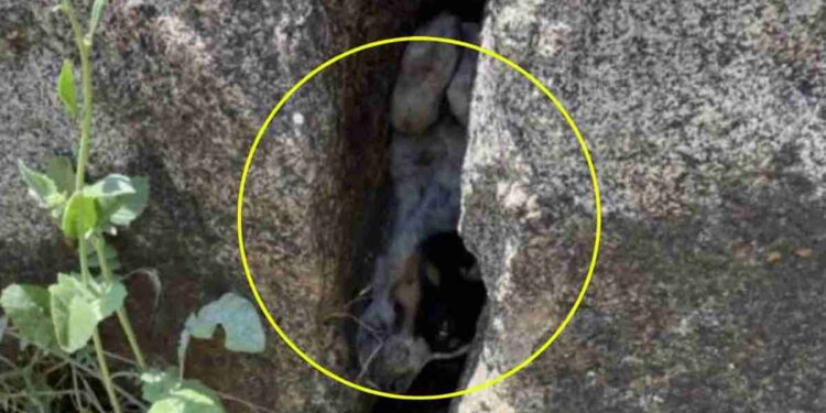 Les ouvriers du bâtiment entendent des gémissements et trouve ensuite un chiot coincé entre des rochers implorant grâce 1 Les ouvriers du bâtiment entendent des gémissements et trouve ensuite un chiot coincé entre des rochers implorant grâce