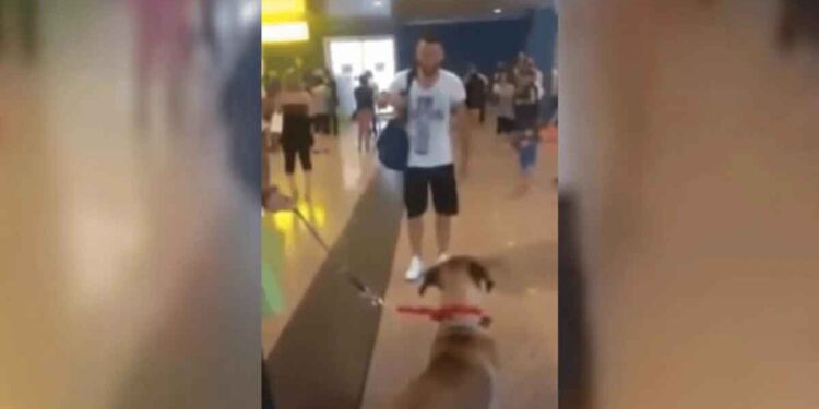 Rencontre chien et propriétaire après 3 ans de séparation