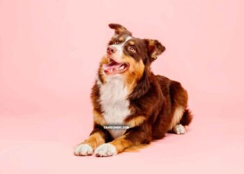 Tempérament du Berger Australien