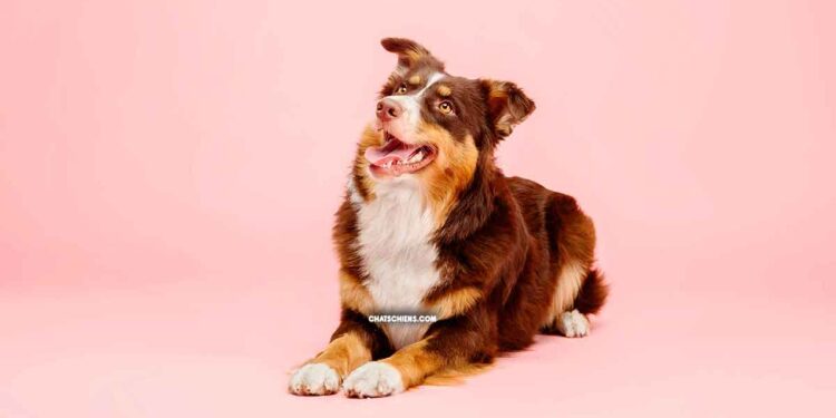 Tempérament du Berger Australien