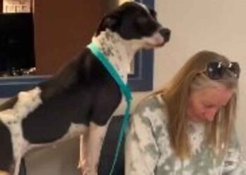 Un chien du refuge a montré ce qu il pensait adoption