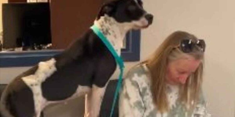 Un chien du refuge a montré ce qu'il pensait de l'adoption. Tout a commencé lorsque la nouvelle dame signait les documents 1 Un chien du refuge a montré ce qu il pensait adoption