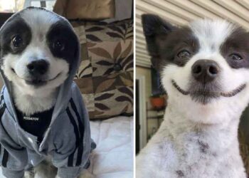 Un chien qui n arrête pas de sourire est la chose la plus heureuse que vous verrez de la journée