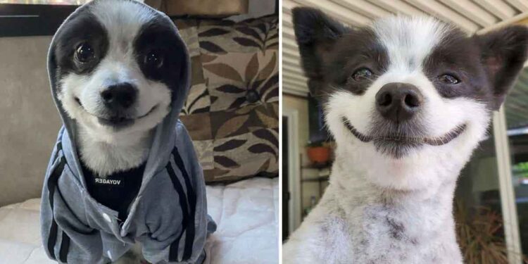 Un chien qui n arrête pas de sourire est la chose la plus heureuse que vous verrez de la journée