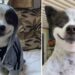 Un chien qui n arrête pas de sourire est la chose la plus heureuse que vous verrez de la journée