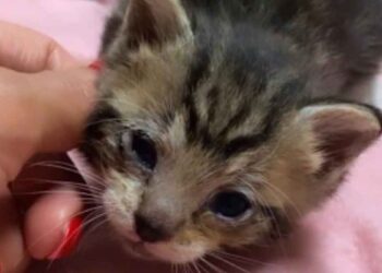 Un petit chaton seul dans un grand monde