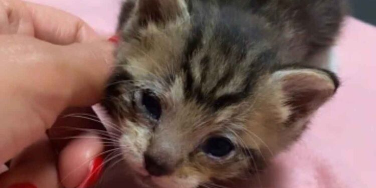 Un petit chaton seul dans un grand monde