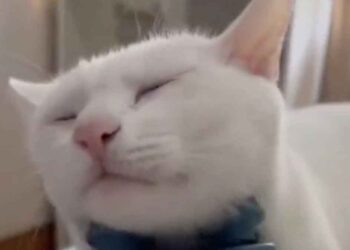 Votre chat vous en remerciera