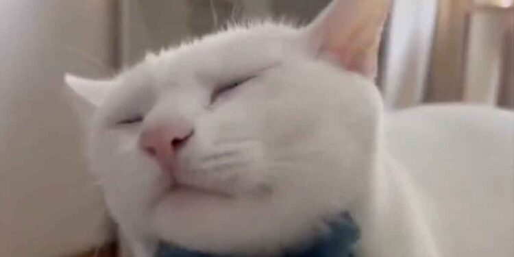 Votre chat vous en remerciera. La vidéo est un hit sur TikTok ! 1 Votre chat vous en remerciera