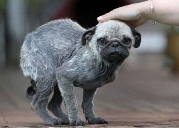 carlin abandonné près refuge