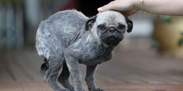 carlin abandonné près refuge