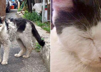 chat errant maigre couvert terre s approche boitant femme demander aide