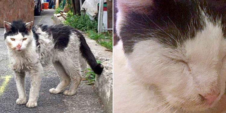 chat errant maigre couvert terre s approche boitant femme demander aide