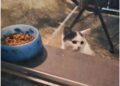 chat grimpa sur le balcon nourriture