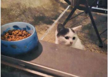 chat grimpa sur le balcon nourriture