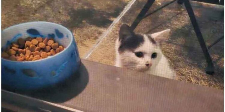 chat grimpa sur le balcon nourriture