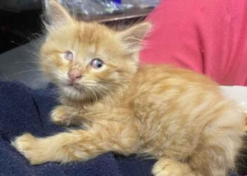 chaton malvoyant embrasse tous ceux qu il rencontre