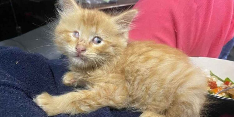 chaton malvoyant embrasse tous ceux qu il rencontre