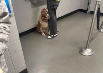 chien s accroche jambe son propriétaire refuge